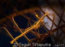 Transparent yellow hydroid shrimp....really tiny, was hid... by Teguh Tirtaputra 